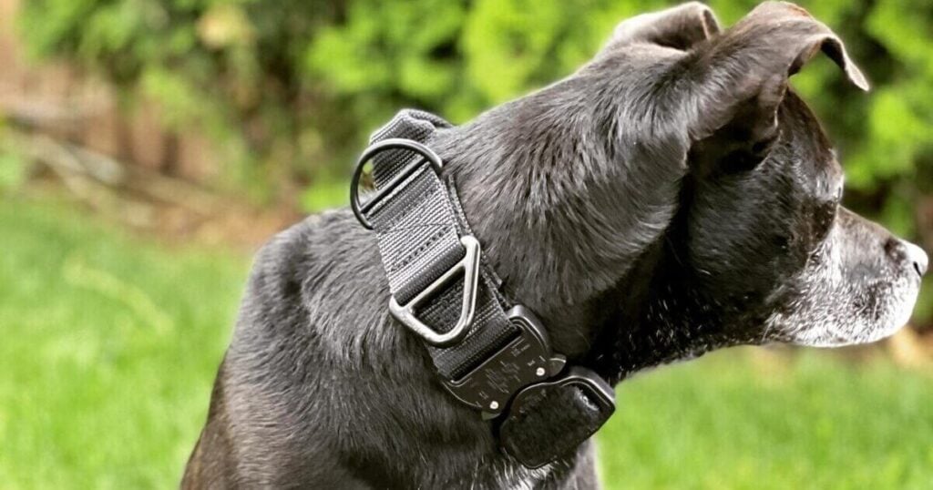 Miles Tactical Dog Collar with Cobra Buckle and Steel Hardware